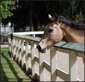 Horse at Show Arena